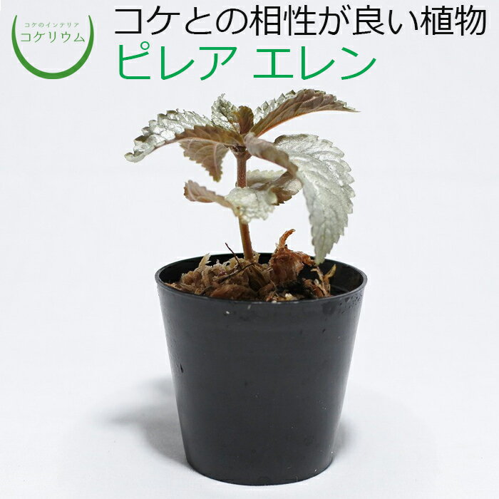 ピレア エレンの商品画像