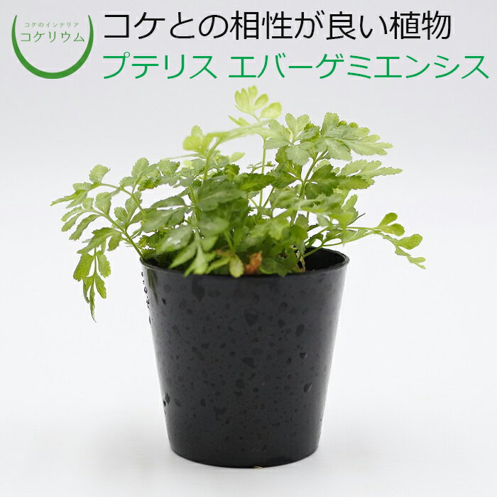 【テラリウム コケリウム シダ シダ植物 山野草 苔 コケ 苔テラリウム 苔リウム アクアリウム アクアテラリウム 観葉植物 園芸 ハイドロカルチャー ガーデニング グリーン インテリア 緑 苔盆栽 癒し moss 初心者】 プテリス エバーゲミエンシス
