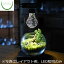 【観葉植物 おしゃれ ミニ テラリウム LED 照明 コケリウム 苔 コケ 苔テラリウム 苔リウム アクアリウム アクアテラリウム 園芸 ハイドロカルチャー ガーデニング グリーン インテリア 緑 苔盆栽 癒し moss 初心者】 コケリウムLED照明 ルーチェ コンストレイション