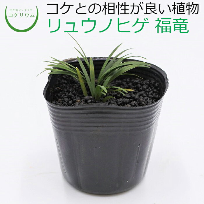 【テラリウム コケリウム 観葉植物 植物 山野草 苔 コケ 苔テラリウム 苔リウム アクアリウム アクアテラリウム 観葉植物 園芸 ハイドロカルチャー ガーデニング グリーン インテリア 緑 苔盆栽 癒し moss 初心者】 リュウノヒゲ 福竜