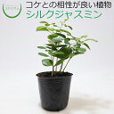 【観葉植物 おしゃれ ミニ テラリウ