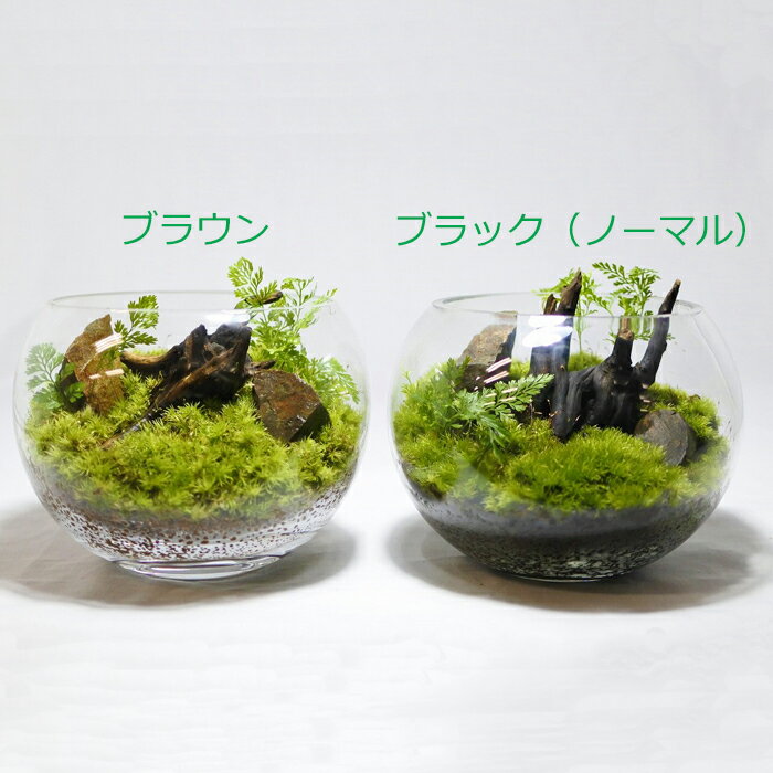 ブラウン グリーン 苔テラリウム Moss 初心者 苔 土 底砂 ハイドロカルチャー 観葉植物 アクアテラリウム パック コケリウム インテリア 底砂 ビック コケのインテリア アクアリウム 癒し 緑 コケリウムを作るときはこの土だけ敷けばok 楽ちんです グリーン コケ