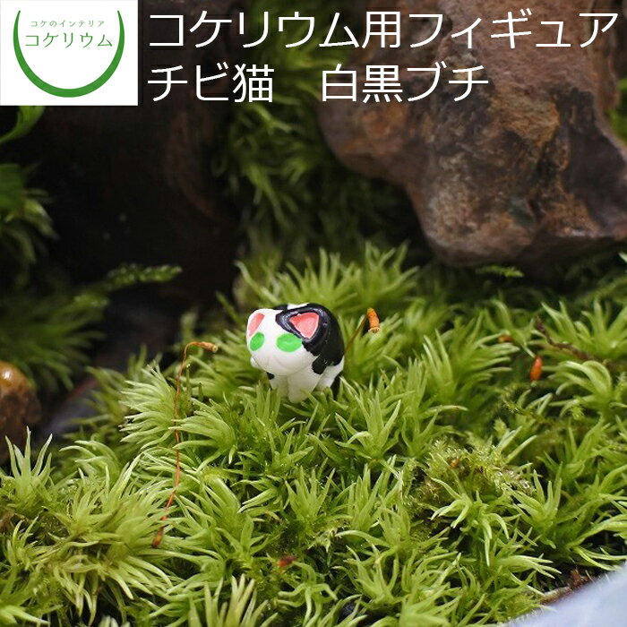 楽天コケのインテリア　コケリウム【観葉植物 おしゃれ 可愛い ミニ テラリウム フィギュア ミニ観葉 コケリウム 苔 コケ 苔テラリウム 苔リウム 園芸 ハイドロカルチャー ガーデニング グリーン インテリア 緑 苔盆栽 癒し 小さい 猫 ハンドメイド】 コケリウムフィギュア チビ猫 白黒ブチ