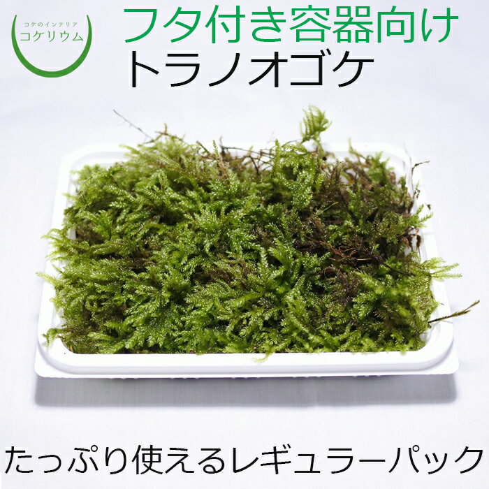 【テラリウム コケリウム 苔 コケ 苔テラリウム 苔リウム アクアリウム アクアテラリウム 観葉植物 園芸 ハイドロカルチャー ガーデニング グリーン インテリア 緑 苔盆栽 癒し moss 初心者 パック】 トラノオゴケ