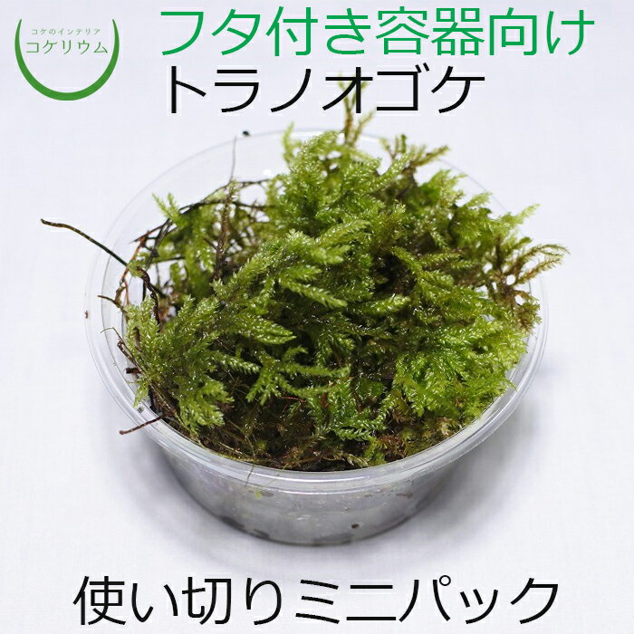 【テラリウム コケリウム 苔 コケ 苔テラリウム 苔リウム アクアリウム アクアテラリウム 観葉植物 園芸 ハイドロカルチャー ガーデニング グリーン インテリア 緑 苔盆栽 癒し moss 初心者 パック】 トラノオゴケ ミニ