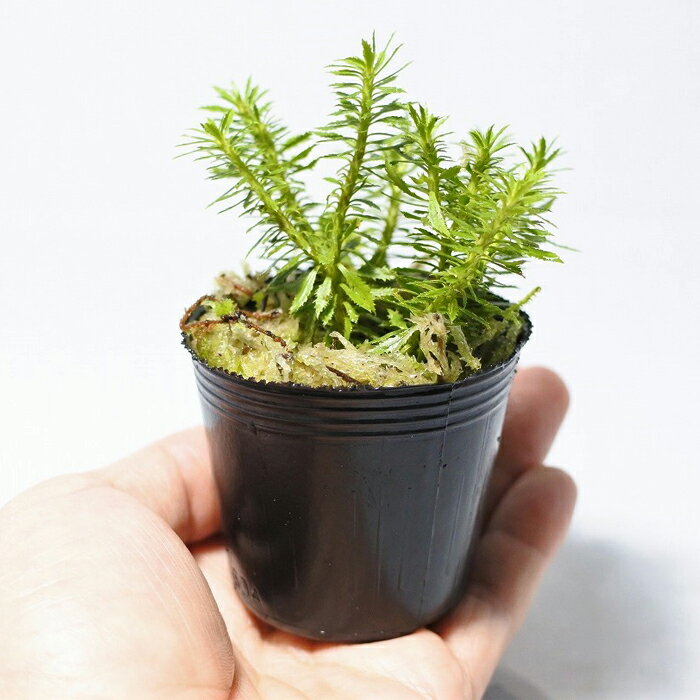 �ڥƥ�ꥦ�� �����ꥦ�� ���� ������ʪ ������ �� ���� �ݥƥ�ꥦ�� �ݥꥦ�� �������ꥦ�� �������ƥ�ꥦ�� ���տ�ʪ ��� �ϥ��ɥ�������㡼 �����ǥ˥� ���꡼�� ����ƥꥢ �� ���ߺ� ���� moss �鿴�ԡ� �ȥ�������