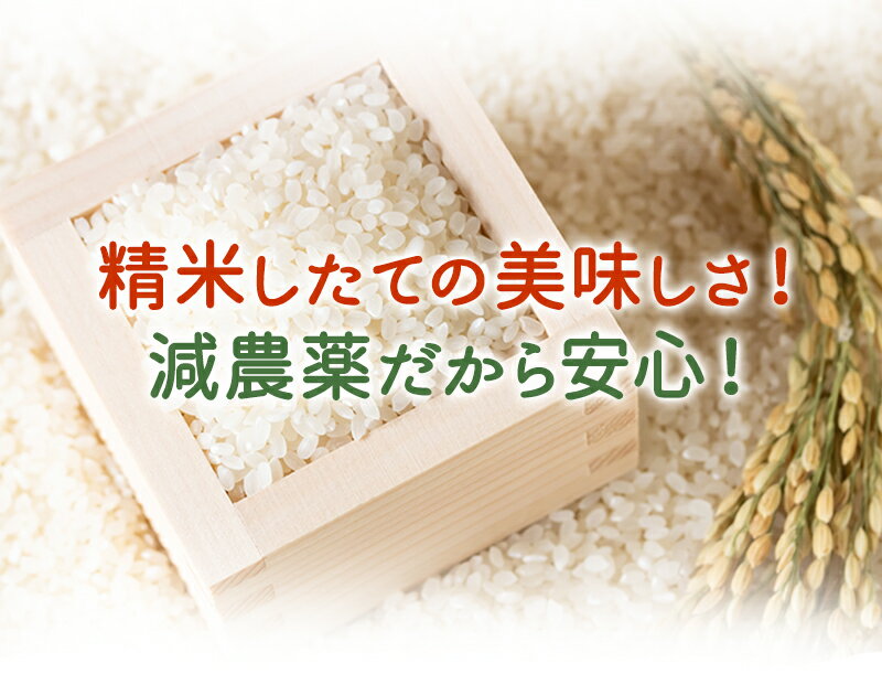 コシヒカリ「稲藁米」2kg令和5年福井県産減農薬（農薬使用量5割以上削減）・無化学肥料栽培特別栽培米 送料無料米・食味鑑定士認定米 3