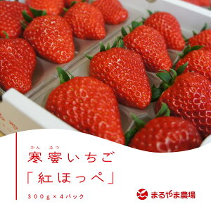 【産直商品】静岡県産「寒蜜いちご」紅ほっぺ300g×4P