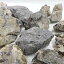 アクアリウムロックレイアウトセット 青華石【岩組み】【レイアウトセット】【親石】【添え石】【天然石】【45〜75cm水槽用】【カミハタ】 4,500円