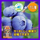 ブルーベリー 東商 ブルーベリーの肥料 500g 肥料 専用 実つき 美味しい