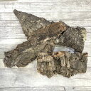 コウモリラン ビカクシダ 着生板 コルクフラット SSサイズ(形状おまかせ) 板付け ハンギング 吊るす 吊り コルクボード プレート フレーム 植え替え 植替え