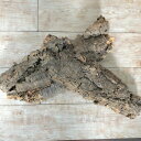 コウモリラン ビカクシダ 着生板 コルクフラット Mサイズ(形状おまかせ) 板付け ハンギング 吊るす 吊り コルクボード プレート フレーム 植え替え 植替え