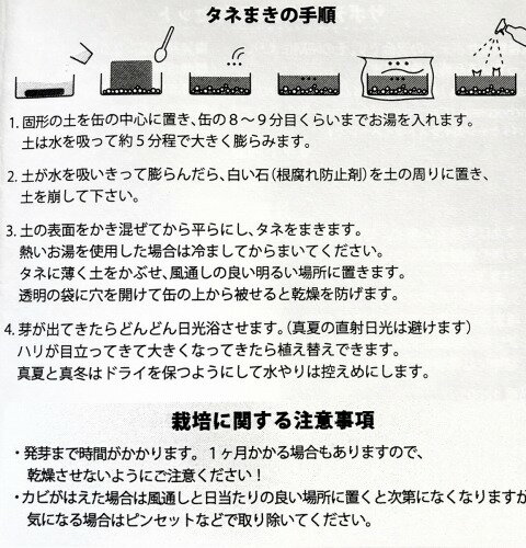 DoLABO 42005 サボテンヒーローズ【サボテン】【花サボテン】【育てる】【栽培】【...