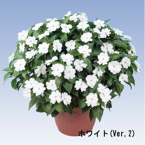 サカタのタネ　サンパチェンス(R) ホワイトver.2(品種登録出願中) 10.5cm　春・夏 花苗 花壇 育てやすい 初心者 白色のサムネイル