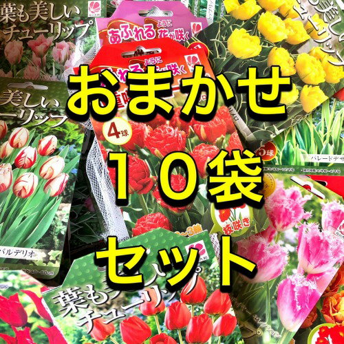 チューリップ袋詰め おまかせ10袋セット【超特価】【福箱】【球根】【チューリップ】【福袋】