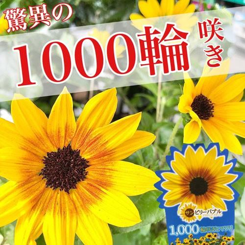 ハルディン サンビリーバブル ブラウンアイガール 3号【ヒマワリ】【夏の花苗】【1000輪咲き】【話題の植物】【暑さに強い】【Jardin】