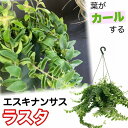 観葉植物 吊り下げ　エスキナンサス ラスタ 5号底面給水吊り鉢　 ハンキング インテリア 室内 葉がカールする おしゃれ かっこいい インドアグリーン