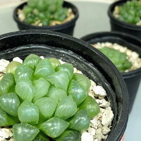 多肉植物 ハオルチア オブツーサ 3号 初心者 かわいい オシャレ レア 観葉植物 人気品種