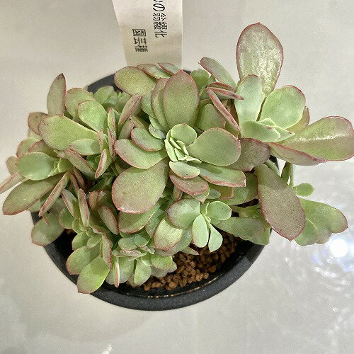 多肉植物　エケベリア 高砂の翁 綴化 2.5号　インテリアグリーン かわいい 可愛い オシャレ 一点物 現品のサムネイル
