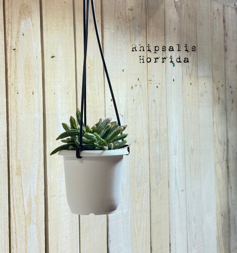 リプサリス　ホリダ　3号吊り鉢(おまかせ1鉢)【rhipsalis horrida】【ハンギング】【サボテン】【吊るす】【オシャレ・育てやすい】