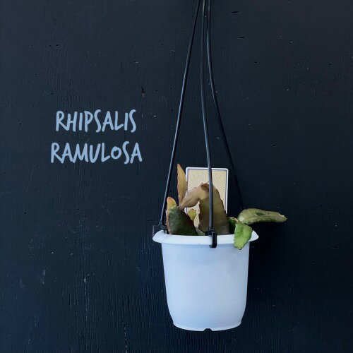 リプサリス　ラムローサ　3号吊り鉢(おまかせ1鉢)　【rhipsalis ramulosa】【ハンギング】【サボテン】【吊るす】【オシャレ・育てやすい】
