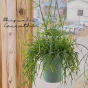 リプサリス カスッサ 3.5号 吊り鉢 観葉植物 多肉植物 インテリア おしゃれ 育てやすい ハンギング rhipsalis cassutha