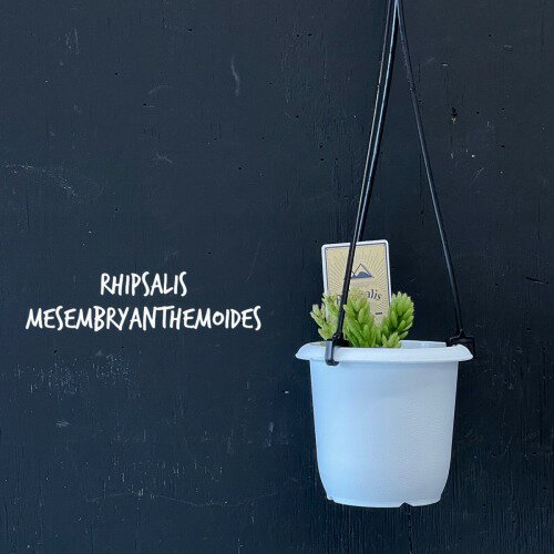 リプサリス メセンブリアンテモイデス 3号 吊り鉢【rhipsalis mesembryanthemoides】【ハンギング】【サボテン】【吊るす】【オシャレ・育てやすい】