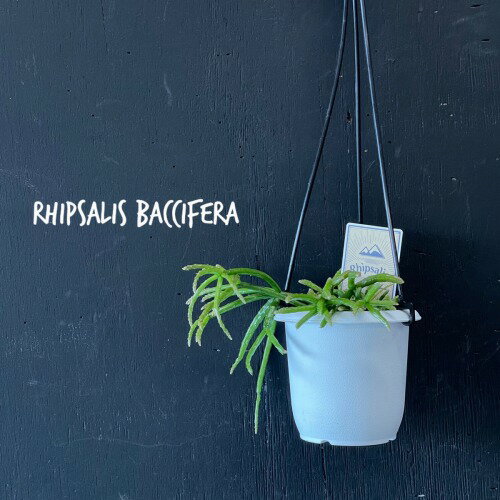 リプサリス バッキフェラ 3号 吊り鉢【rhipsalis baccifera】【ハンギング】【サボテン】【インテリア】【マニア】