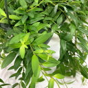 観葉植物 吊り下げ エスキナンサス ヤフロレピス 5号吊り鉢(底面給水) インテリア ハンギング オシャレ 可愛い かわいい 育てやすい 初心者
