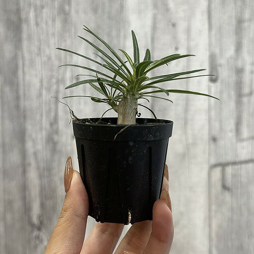 多肉植物　パキポディウム ロスラツム グラキリス(実生) 2号『現在落葉中』　レア 珍しい 希少 可愛い かわいい カッコいい インテリアのサムネイル