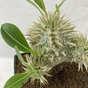 多肉植物 パキポディウム 白花ブレビカウレ(恵比寿笑い) 接ぎ木 3.5号 レア 珍しい 希少 インテリアグリーン カッコいい 一点物