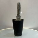 多肉植物 ユーフォルビア アブデルクリ 3.5号 個体E レア 珍しい 希少種 マニア・コレクター おしゃれ インテリアグリーン
