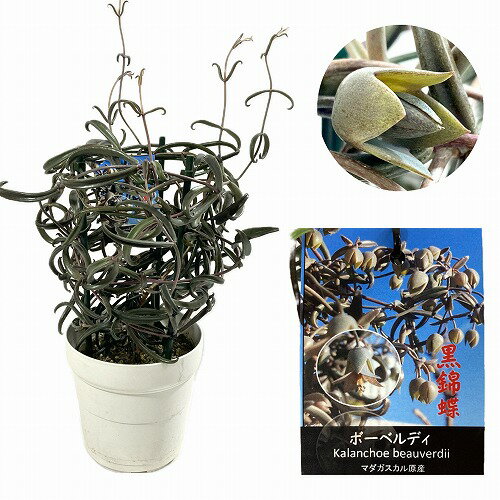 観葉植物 カランコエ ボーベルディー(黒錦蝶) 5号 多肉植物 インテリア おしゃれ レア 珍しい 希少種