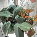 観葉植物 フィロデンドロン ミカンス 5号 吊り鉢 インテリア かわいい 可愛い オシャレ 育てやすい 初心者