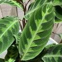観葉植物　カラテア ワルセウィッチー 3.5号ポット　インテリア オシャレ 可愛い かわいい カワイイ 室内