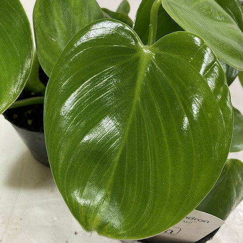 観葉植物　フィロデンドロン ピッチェリー 3.5号ポット　インテリア オシャレ 可愛い かわいい カワイイ 室内