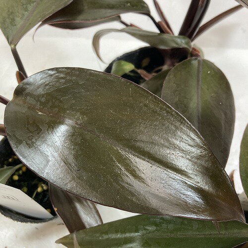 観葉植物　フィロデンドロン ニューレッド 3.5号ポット　インテリア オシャレ 可愛い かわいい カワイイ 室内
