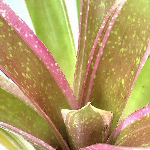 観葉植物　ネオレゲリア スコタックズ シェバ 4号硬質ポット　インテリア オシャレ 可愛い かわいい カワイイ 現品・一点もの