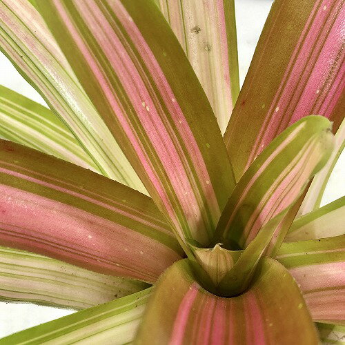 観葉植物　ネオレゲリア アルティマ ホワイト 4号硬質ポット　インテリア オシャレ 可愛い かわいい カワイイ 現品・一点もの