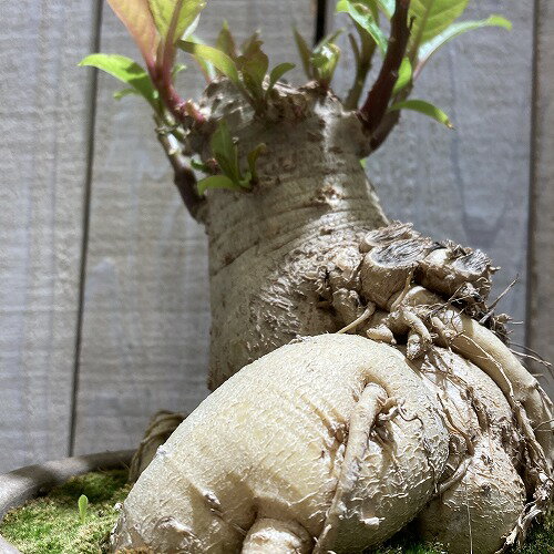 塊茎植物　オンブー(フィトラッカ・ディオイカ) 5号陶器鉢　レア 珍しい 希少種 多肉植物 観葉植物 現品 一点もの