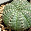 多肉植物 ユーフォルビア(ユーホルビア) オベサ ミニサイズ 2.5号 個体おまかせ インテリア オシャレ 可愛い かわいい 幼苗