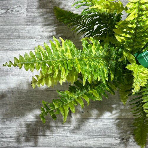 シダ　ネフロレピス タイガー(斑入り) 5号 吊り鉢　観葉植物 インテリア カワイイ 可愛い オシャレのサムネイル