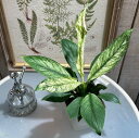 楽天LEAFS観葉植物　スパティフィラム センセーション 4号　インテリア オシャレ カワイイ 可愛い カッコいい