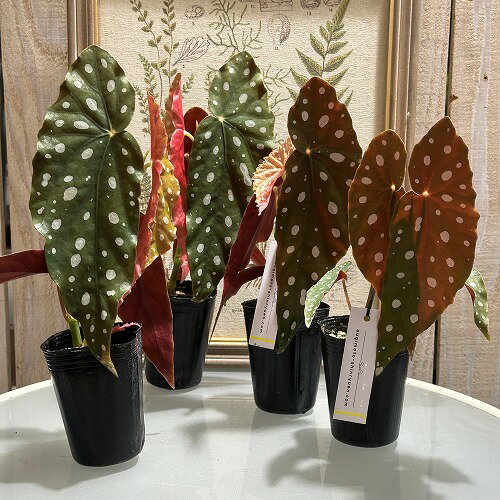 観葉植物　ベゴニア マクラータ 2.5号ポット　インテリア オシャレ カワイイ 可愛い 現品 一点もの