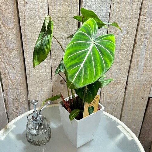 観葉植物　フィロデンドロン グロリオーサム 4号プラ鉢付き　インテリア オシャレ カワイイ 可愛い 室内のサムネイル