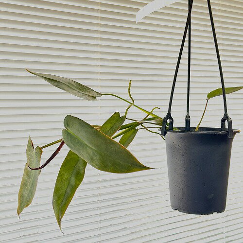 楽天LEAFS観葉植物　フィロデンドロン アタバポエンセ 吊り　インテリア オシャレ カワイイ 可愛い 室内