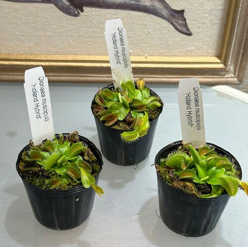 食虫植物　ディオネア ハエトリグサ 2号　インテリア カワイイ 可愛い オシャレ 現品 現物 一点もの