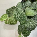 楽天LEAFS観葉植物　ラフィドフォラ クリプタンサ 2.5号ポット　インテリア カワイイ 可愛い オシャレ 室内