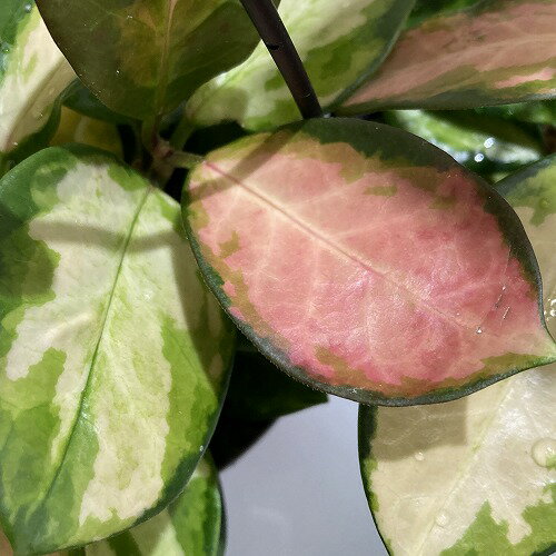 観葉植物　ホヤ(サクララン) オーストラリス リサ 4号吊り鉢　インテリア カワイイ 可愛い オシャレ 室内
