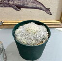 サボテン マミラリア 白星 3.5号 個体C 多肉植物 一点物 現品 現物 レア オシャレ